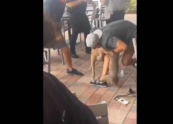 (VIDEO) ¡Increíble! Pitbull ataca a cachorro en restaurante