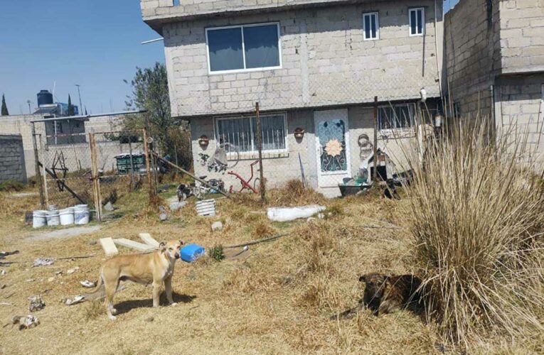 Hombre es denunciado presunto maltrato animal; vecinos acusan que se comió un perro